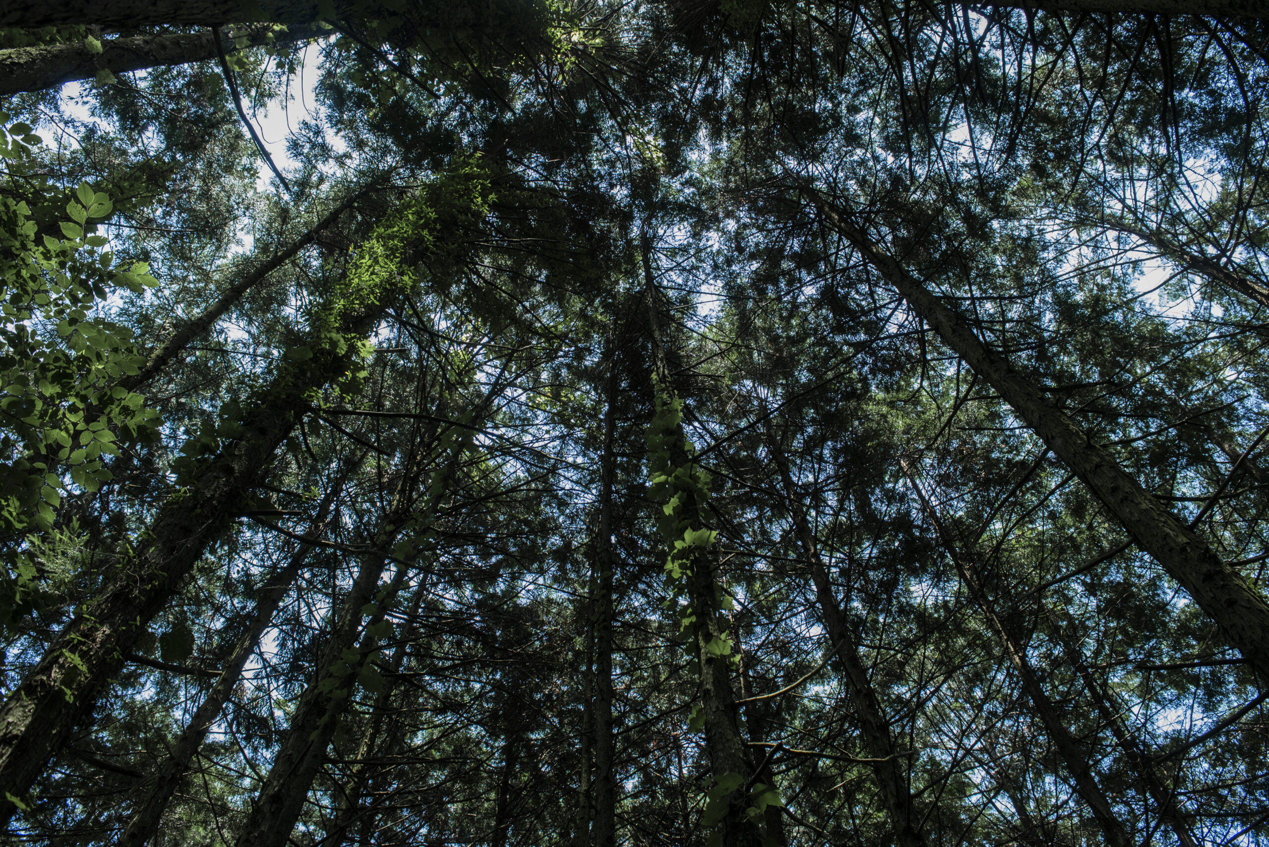 西条市の山の現状